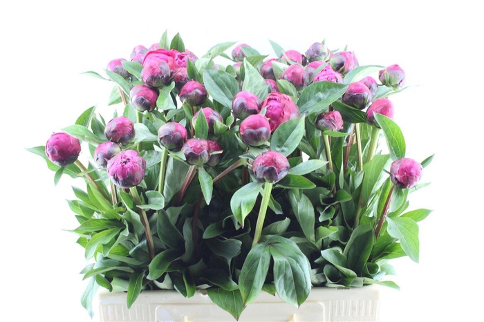 <h4>Paeonia L Red Sarah Bernhard</h4>