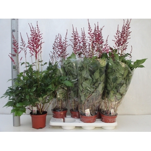 ASTILBE OVERIG