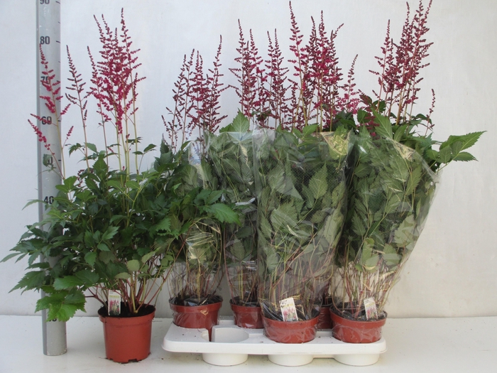 <h4>ASTILBE OVERIG</h4>