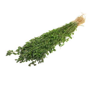 Briza Maxima Moss Green