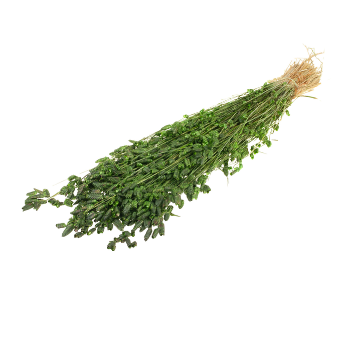 <h4>Briza Maxima Moss Green</h4>