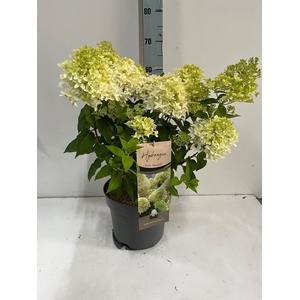 Hydrangea pan.