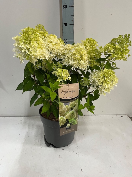 <h4>Hydrangea pan.</h4>