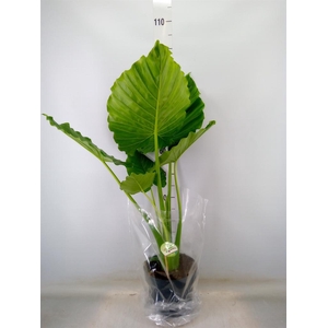 Alocasia gageana