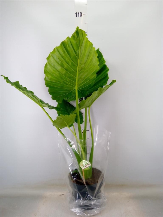 <h4>Alocasia gageana</h4>