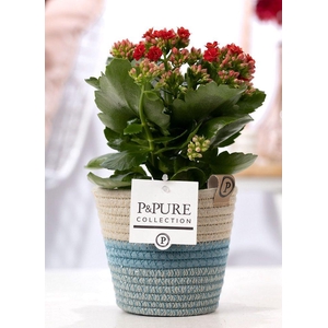 Kalanchoe red in P&PURE Fashionpot Valerie