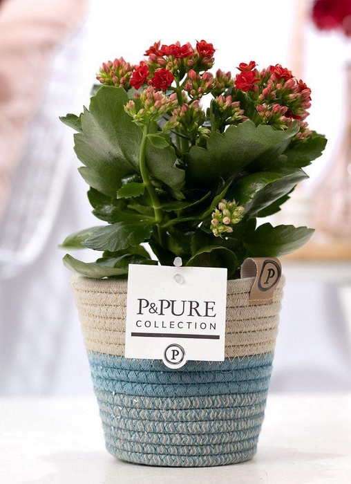 <h4>Kalanchoe red in P&PURE Fashionpot Valerie</h4>