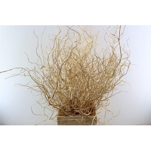 Salix Klbh Antique Gold P Bunch