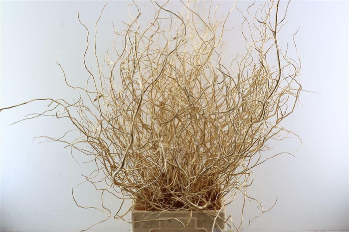 <h4>Salix Klbh Antique Gold P Bunch</h4>