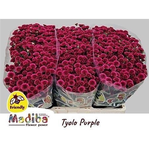 Chr S Mad Purp Tyolo