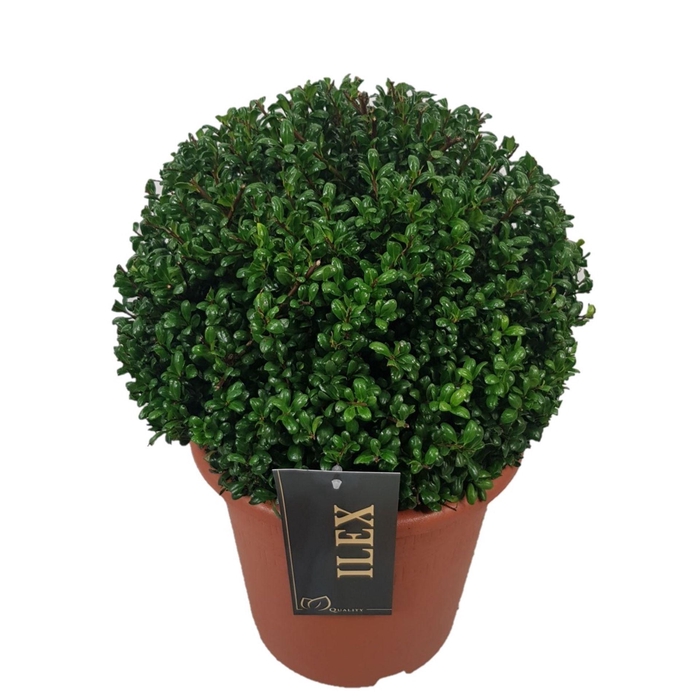 <h4>Ilex crenata Convexa</h4>