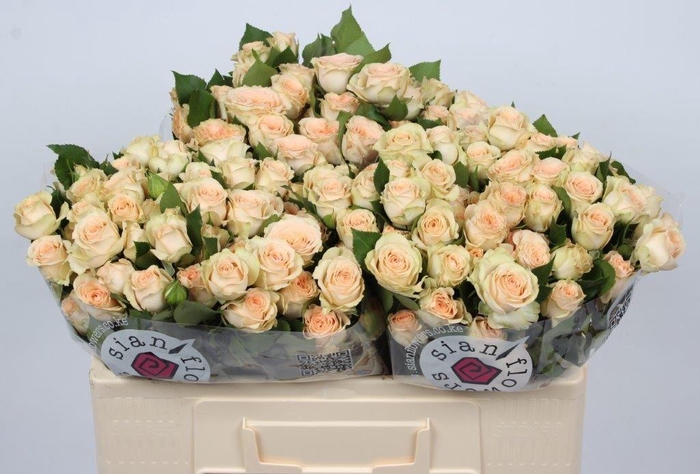 <h4>R TR SANCERRE</h4>