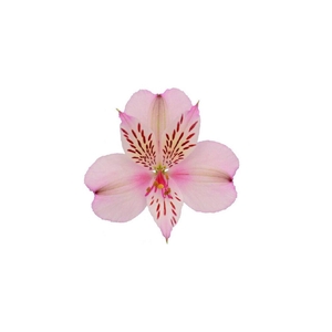 ALSTR  PINK
