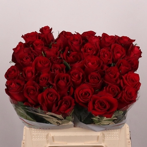 R GR EVER RED