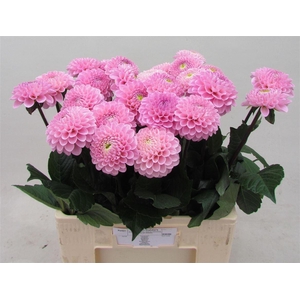 Dahlia Ball Wizz Of Oz