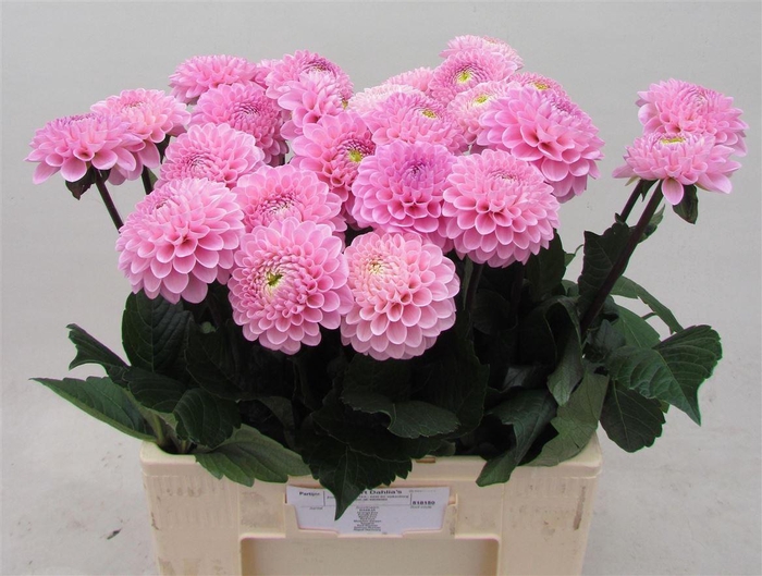 <h4>Dahlia Ball Wizz Of Oz</h4>