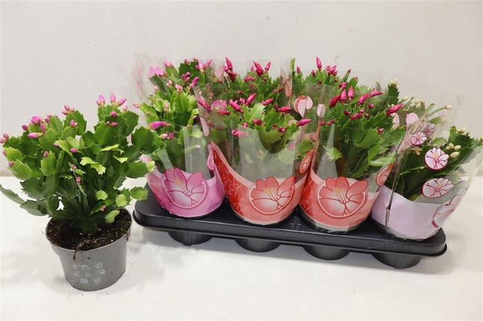 <h4>Schlumb Gem 3 Kl</h4>