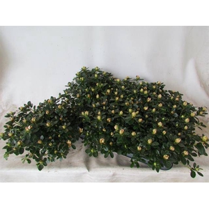 Azalia Sachsenstern mix 14Ø 25cm 35Ø