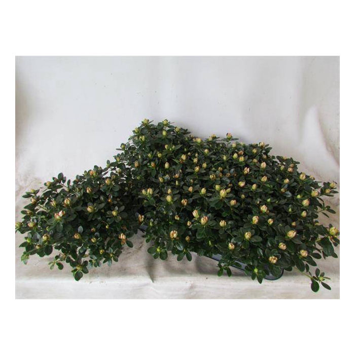<h4>Azalia Sachsenstern mix 14Ø 25cm 35Ø</h4>