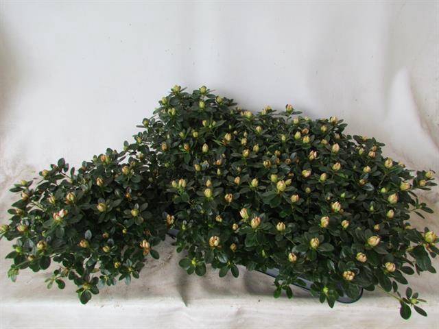 Azalia Sachsenstern mix 14Ø 25cm 35Ø