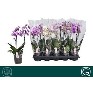 PHAL MF GEM 4 KL