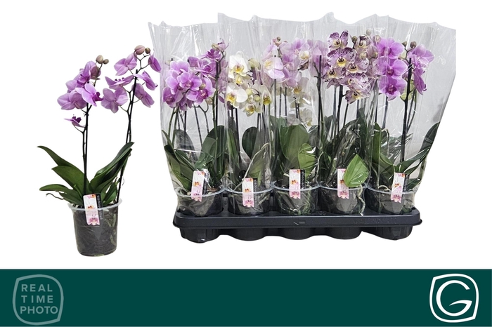<h4>PHAL MF GEM 4 KL</h4>