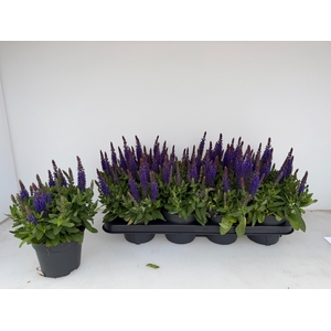 SALVIA NE SE DP BLUE