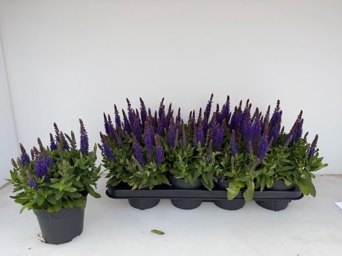 <h4>SALVIA NE SE DP BLUE</h4>