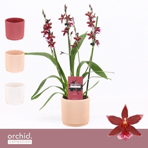 Barrocco Red, 3/4-spike Compact in Horizon Ribble 'Orchid Collection'