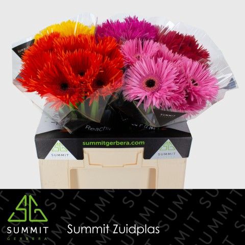 <h4>Gerbera Spider Mix Spider Water</h4>