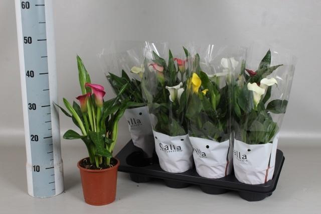 <h4>ZANT GEM 5 KL</h4>