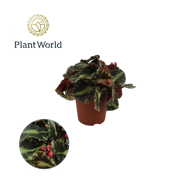<h4>Begonia Cleopetrae, 7cm</h4>
