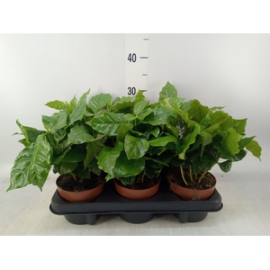 Coffea arabica