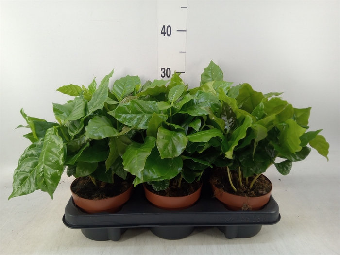 <h4>Coffea arabica</h4>