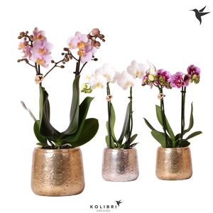 Kolibri Orchids Phalaenopsis mix 2 spike in Luxury pot mix