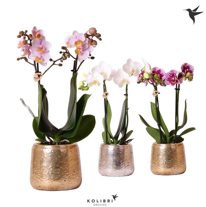 <h4>Kolibri Orchids Phalaenopsis mix 2 spike in Luxury pot mix</h4>
