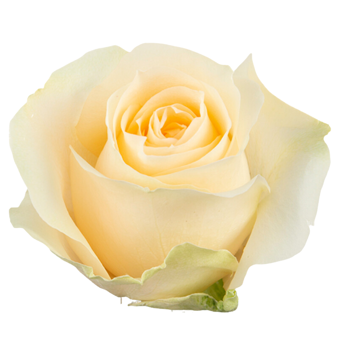 <h4>R GR AVALANCHE PEACH</h4>