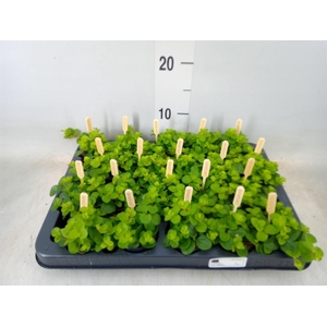 Peperomia rotundifolia