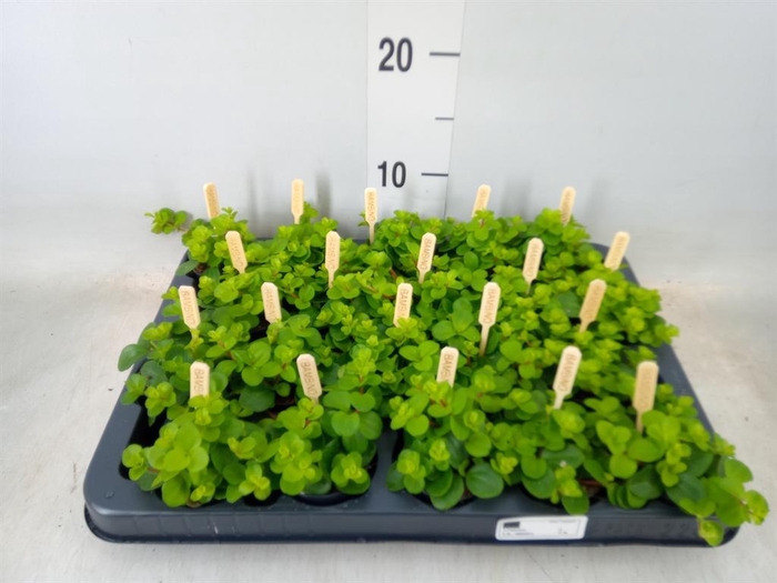 <h4>Peperomia rotundifolia</h4>