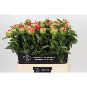 Paeonia Coral Sunset