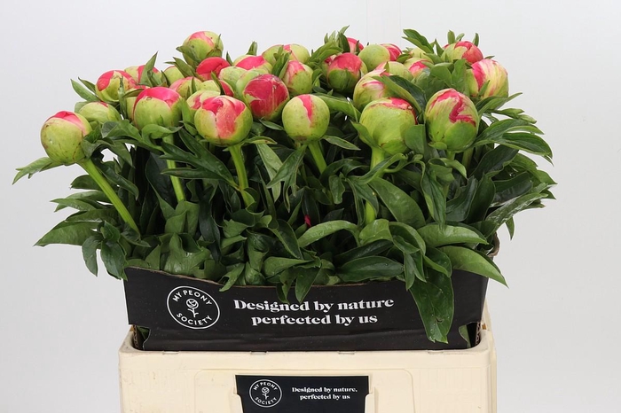 Paeonia Coral Sunset