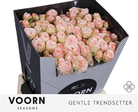 <h4>R Tr Gentle Trendsetter</h4>
