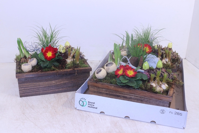 <h4>ARR TUINPLANTEN</h4>