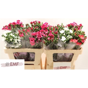 Di Te Solom Gem Fust