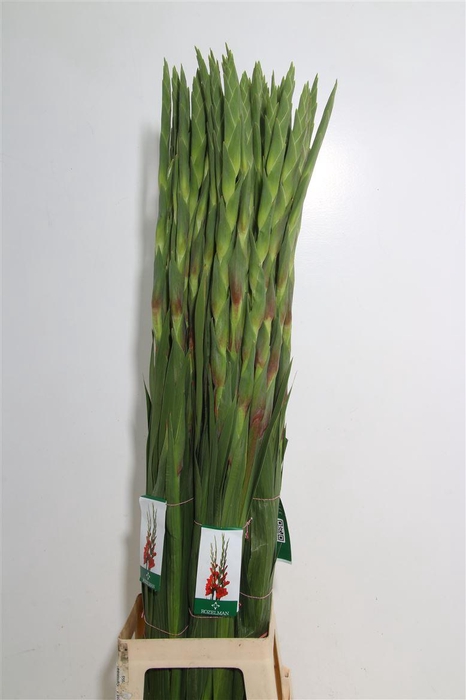 <h4>Glad Gr Chinon</h4>