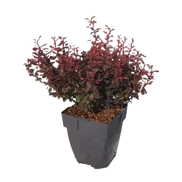 <h4>Berberis thunbergii 'Inspiration®'</h4>