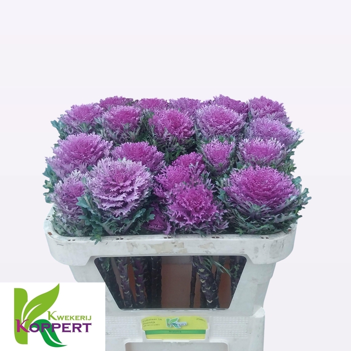 <h4>BRASS CRANE QUEEN</h4>