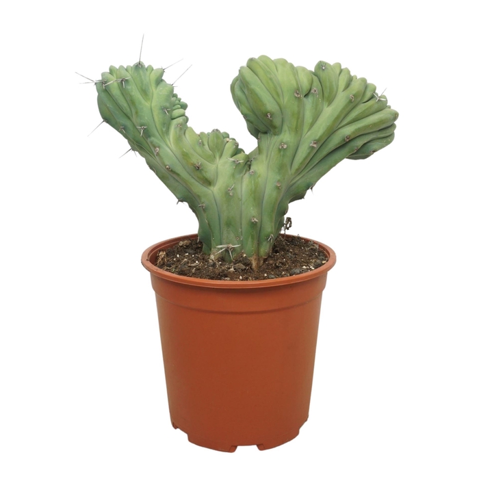 <h4>Cereus</h4>
