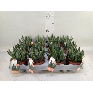 Gasteria