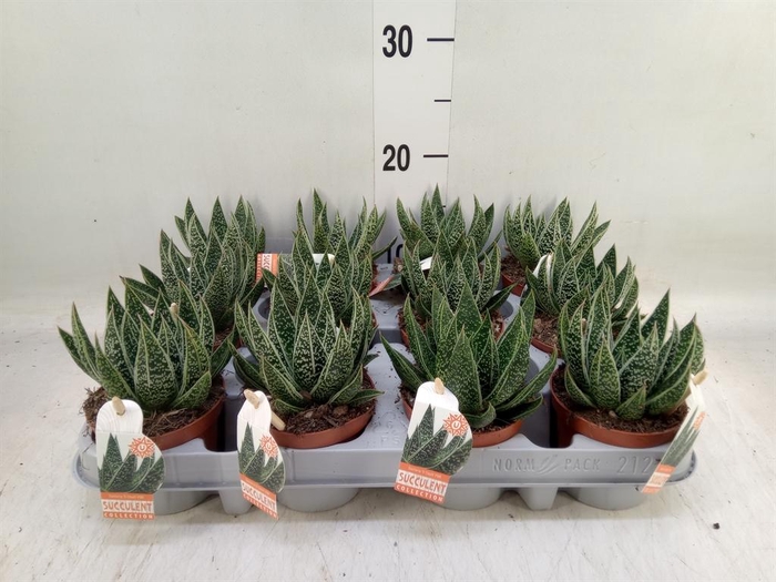 <h4>Gasteria</h4>